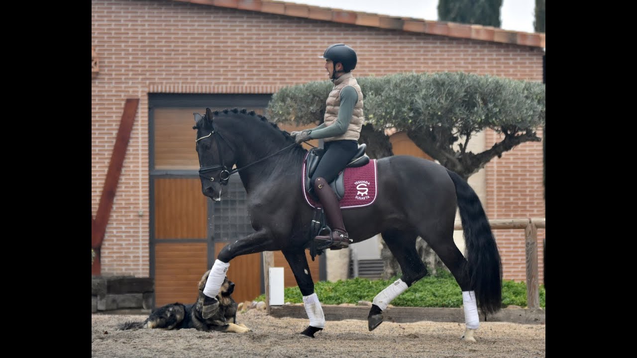 Verso de Susaeta | Campeón del Mundo PRE 2025 – 7 años