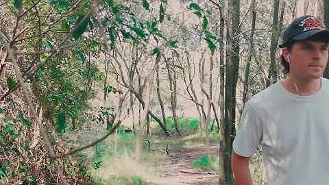 Harry Hayes - Forest (Official Visualiser)