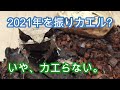 2022年もよろしくお願いします。【両生類,カエル,飼育,餌やり】