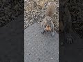 Pretty little squirrel makes cautious approach #short #squirrel #squirrelwatching