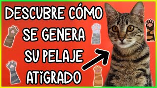 ¿Tu Gato es Atigrado? Descubre Cómo Genera Su Pelaje!! - SiamCatChannel by SiamCatChannel 838 views 2 months ago 6 minutes, 19 seconds