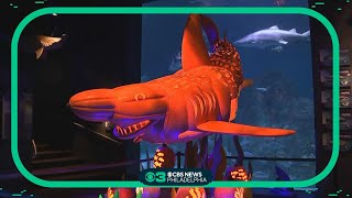 Fintastic Fall Days begins at Camden's Adventure Aquarium