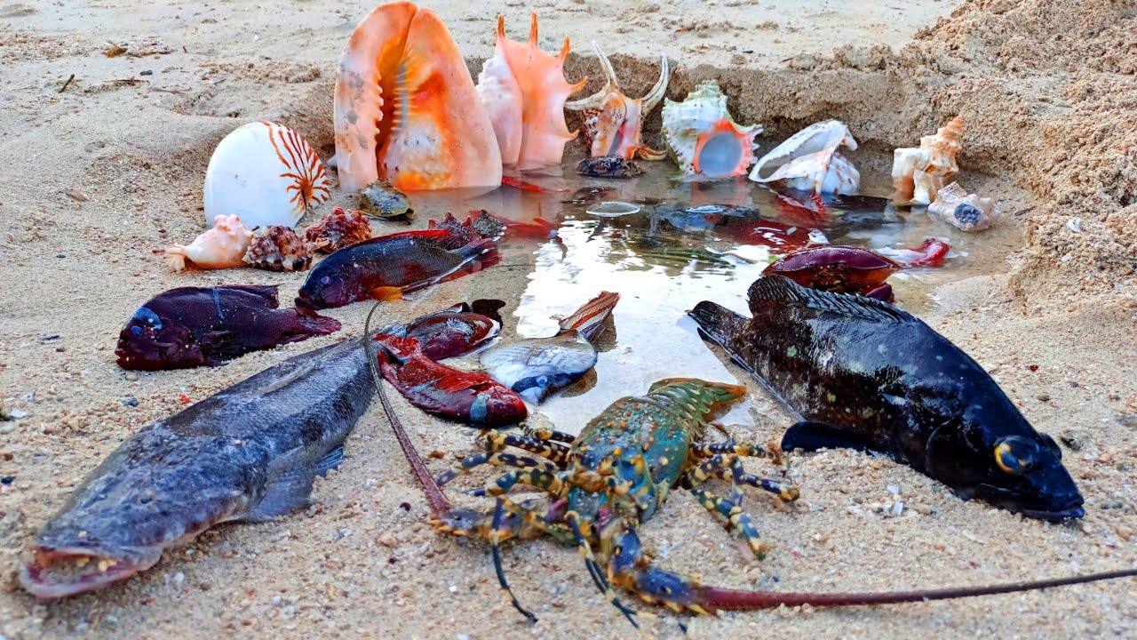 Find lots of original large sea hermit crabs, snails, snails, puffer fish, ornamental fish, nemo