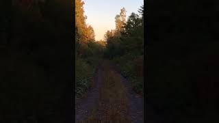 Calling In A Moose 2017