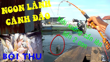 🦐Fishing 146🐟Quá Trời Tôm Càng Xanh, Cá Lăng, Cá Dãnh, Cá Điêu Hồng Một Ngày Câu Bội Thu🐟