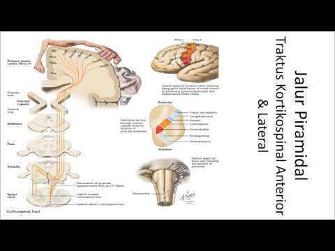 Sistem Motorik (Jalur Piramidal) VS