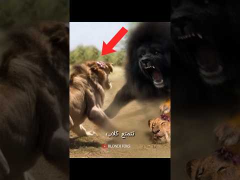 هذا دليل على مدى قوة كلب الراعي القوقازي
