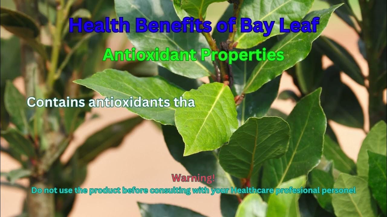 Health Benefits of Bay Leaf. For more info, please use the link below