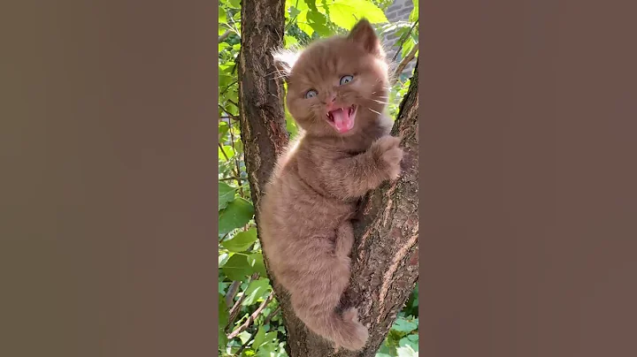 Video 5739051: british cat kitten, cute kitten british, boy british, lovely british