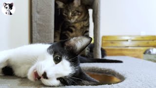 A rescued kitten who got very excited when the older cats moved into the room and went crazy