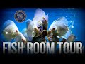 Fish room tour  discus ninja  discus fish  angelfish  german blue rams