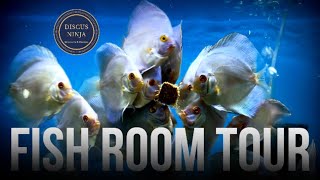 fish room tour | discus ninja | discus fish | angelfish | german blue rams