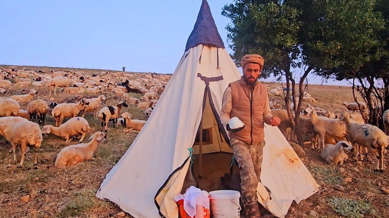 طريقة صناعة جبنة الغنم - حياة راعي غنم بالجبال