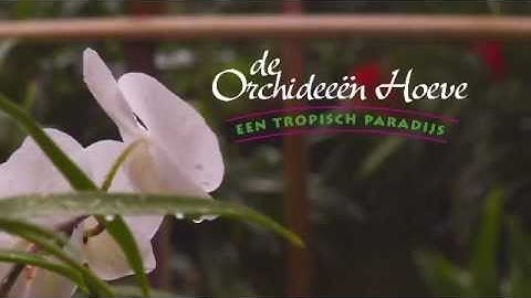 De Orchideeën Hoeve in Luttelgeest