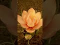 Behold the lotus, unfurling its petals in a graceful dance of rebirth.The emergence of a new era.