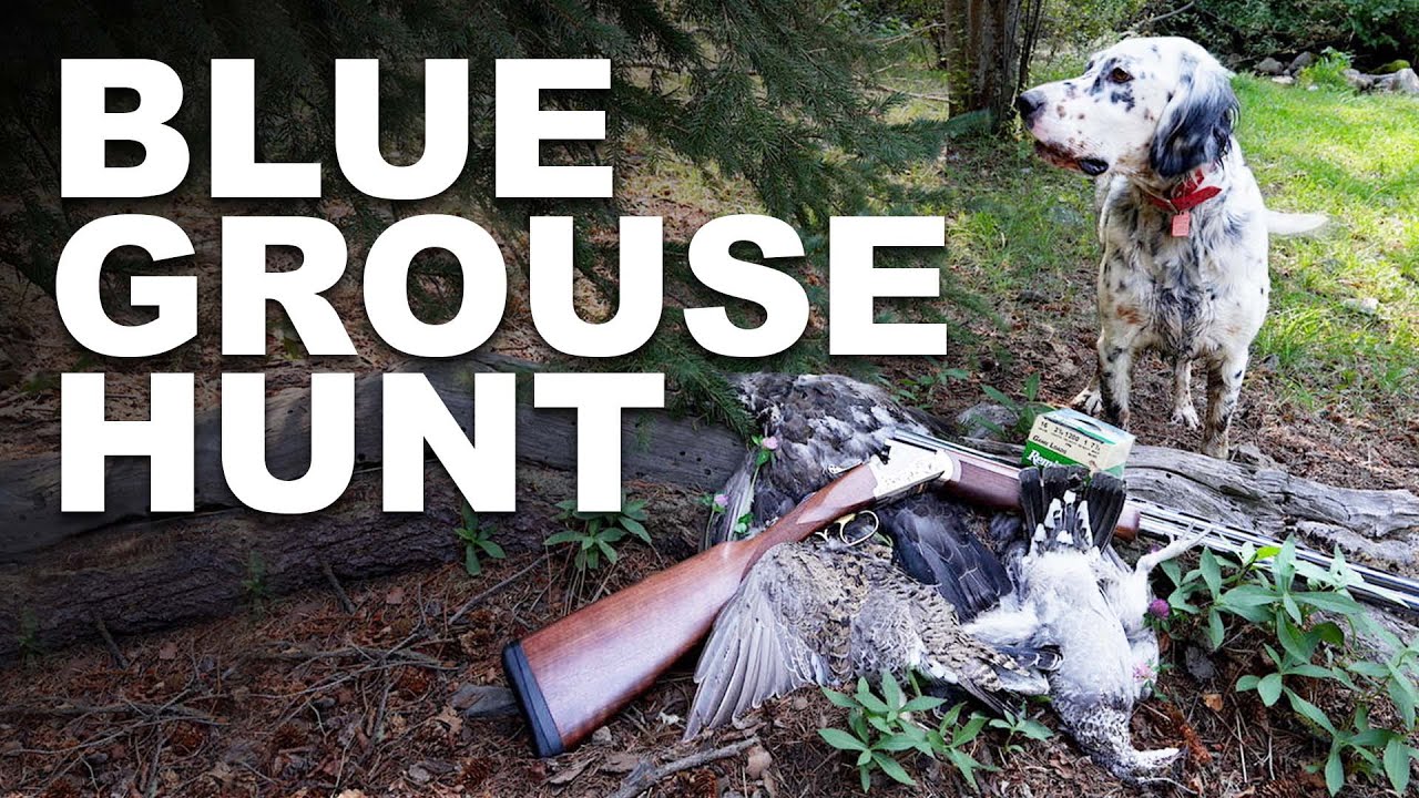 Blue Grouse Hunting