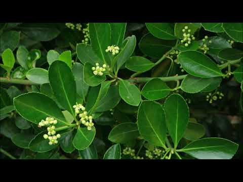 Video: Euonymus - Daun Euonymus, Bunga Dan Buah Euonymus. Euonymus Jepang, Forchuna, Berkutil, Dalam Ruangan, Bersayap, Kerdil