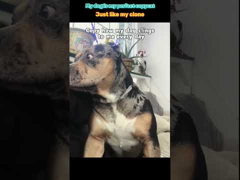 Thumbnail for When Your Dog Becomes Your Perfect Double#fyp #dog #foryou #fypシ゚viral #funny #petlover #fypシ