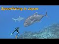 【魚突き】日本の南で食べられてる魚たち