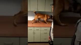 Detection during handlers course Gaston County Sheriff's