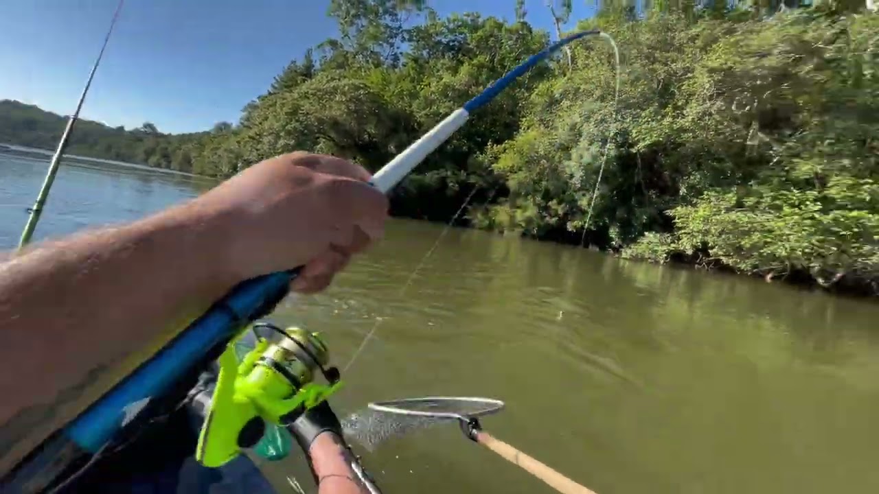 Só piaparas brutas, muita ação de peixe, rio Tibagi, represa da cidade de Tibagi, bombinha!! 