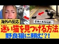 【海外の反応】迷い猫を探す不思議な方法が海外で話題に「野良猫に話しかけたら帰ってきた？」「信じる気持ちが届いた」迷い猫が帰宅した理由に、海外の猫好きたちが涙【日本発スレ話題】