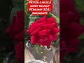 Mister Lincoln roses