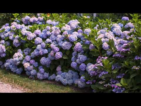 Video: Obținerea de a reînflori hortensiile – Hortensiile vor reînflori dacă sunt cu cap mort