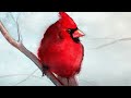 Watercolor painting a cardinal bird