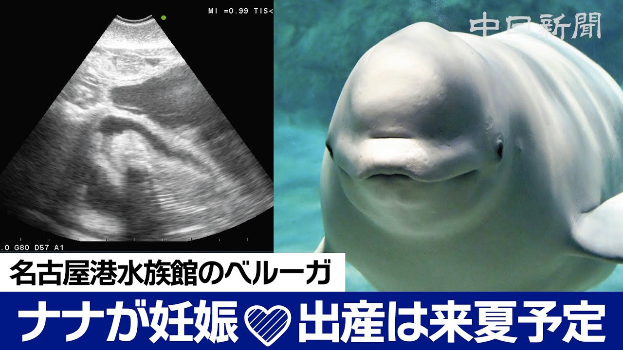 名古屋港水族館のベルーガ「ナナ」が妊娠 エコー映像を公開 - YouTube