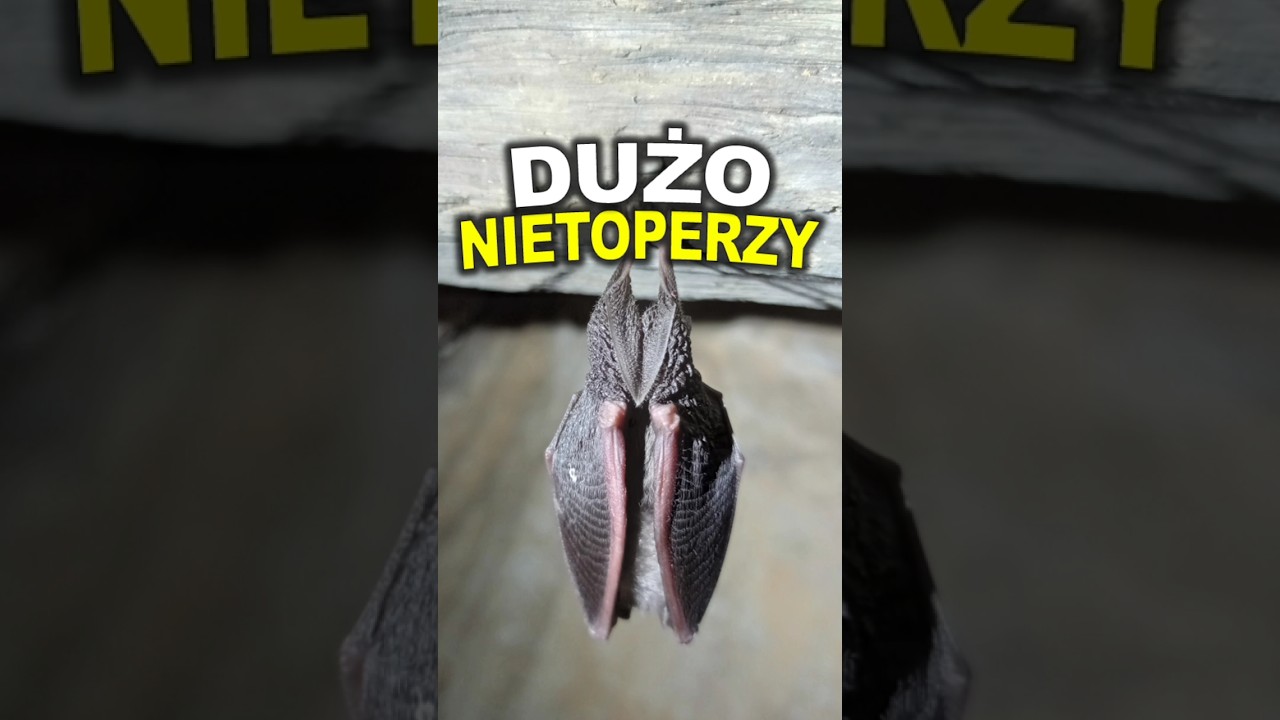 😱 Ukryta sala w Jaskini a w niej...  ogromna ilość nietoperzy 🦇 