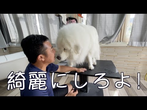 グレートピレニーズの日々のお手入れ