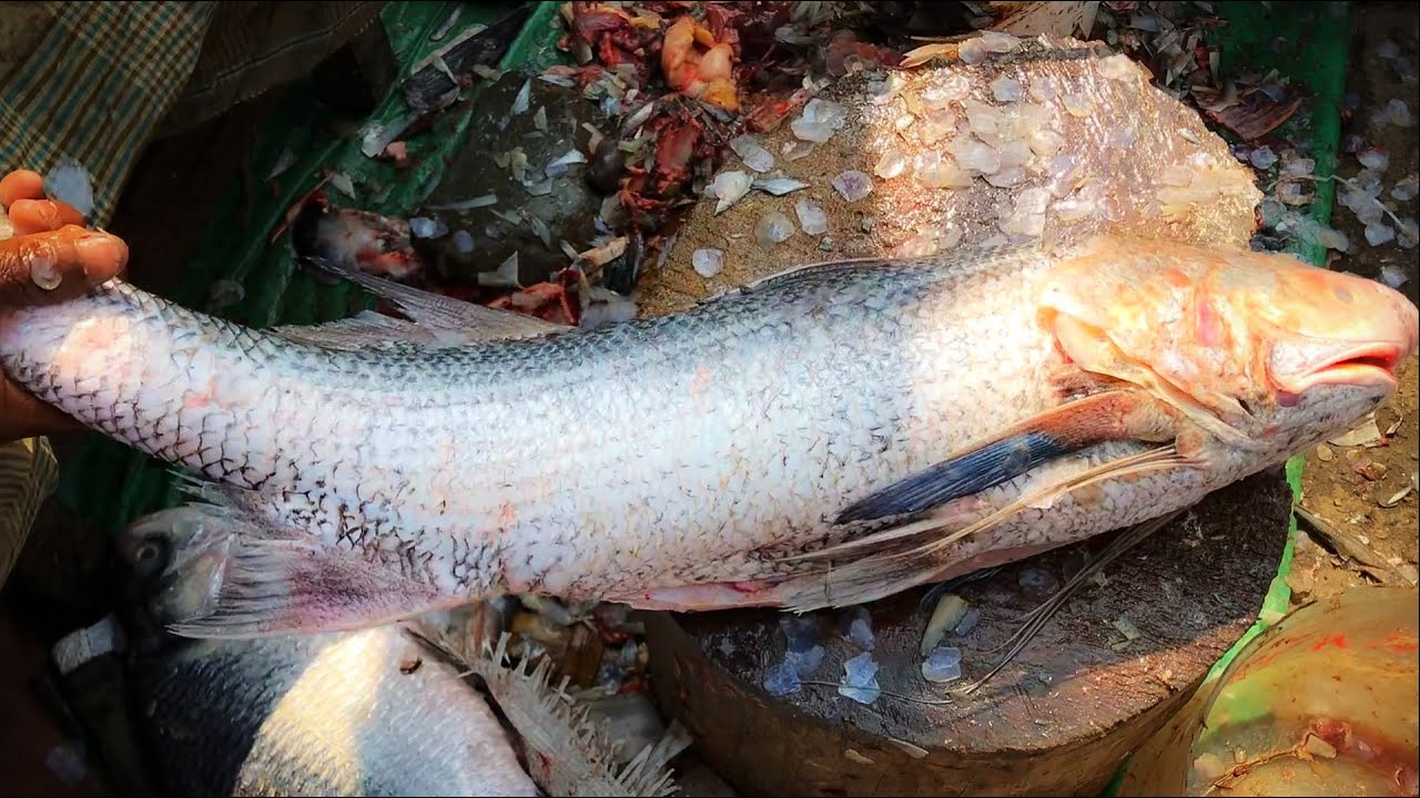 $20 Indian Salmon Fish Cutting By Fishmonger At Fish Market
