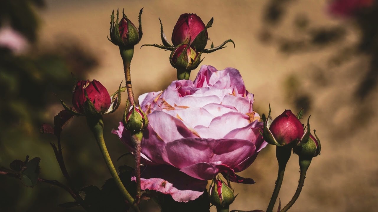 A Garden of Untamed Roses Lloyd Rogers