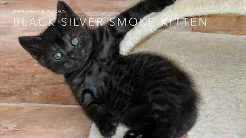Video 736271: british shorthair black silver, british shorthair baby