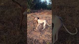 You prepare my behavior for mating😍 #animals #viral #dog #puppy #doglife #subscribe #doggo #funny