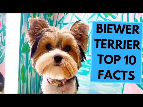 Biewer Terrier - TOP 10 Interesting Facts