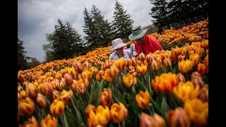 Holland Michigans Tulip Time Festival