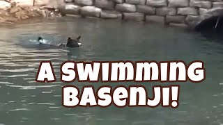 A Swimming Basenji!