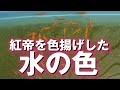 【メダカの色揚げ効果】紅帝をより赤に近づけた水の色は… #めだか #めだかの色揚げ #紅帝