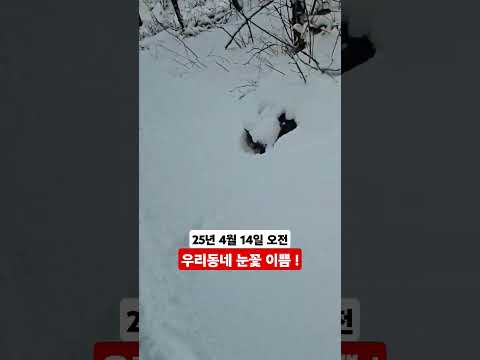 우리동네 봄은 <strong>5월15일</strong> 자나야 온다 ᆢ?