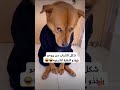 شكل الشاب لما يشوف النضره الشرعيه كلب ضحكه نضره شرعيه