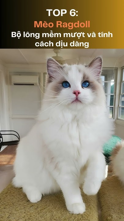 Top 10 giống mèo hiếm nhất ở Việt Nam 😺 🐾 - YouTube