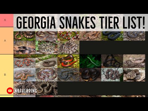 Georgia Snakes Tier List!