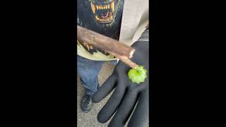 Io Moth Caterpillar!