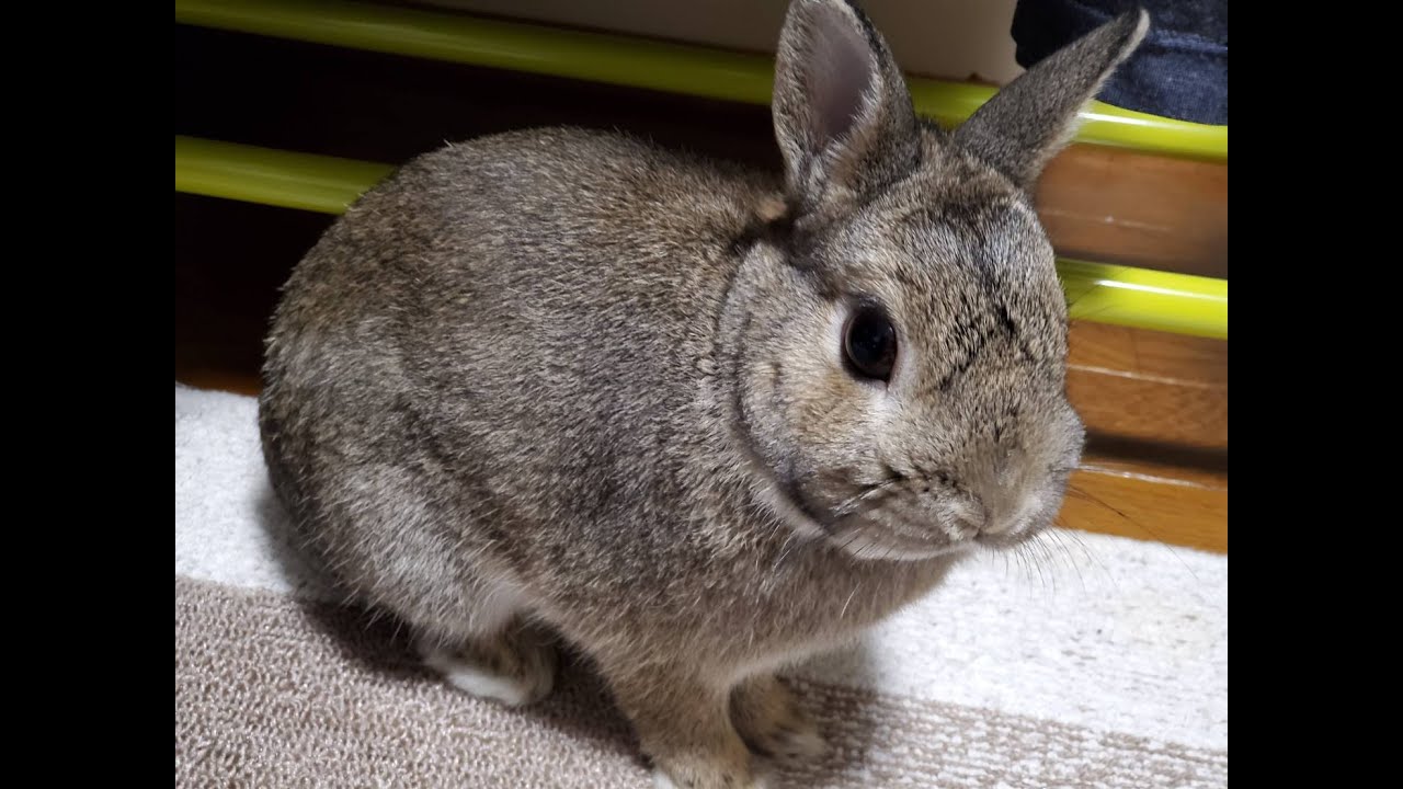 #deadbydaylight  #雑談配信 #dbd  　悲しみ男のランク