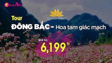 Đẹp khó cưỡng mùa hoa TAM GIÁC MẠCH, bay đi chờ chi !!!
