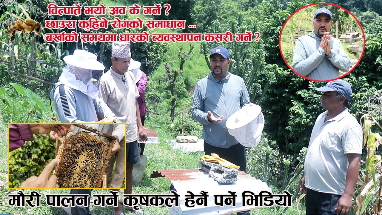 मौरी पालन गर्ने कृषकले हेर्ने पर्ने भिडियो - समस्या साथै समाधान - Mauri Palan In Nepal