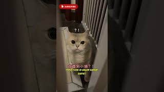 Milo si Detektif Kucing vs Misteri Serbuk Gaib #cat  #kucinglucu #kucing