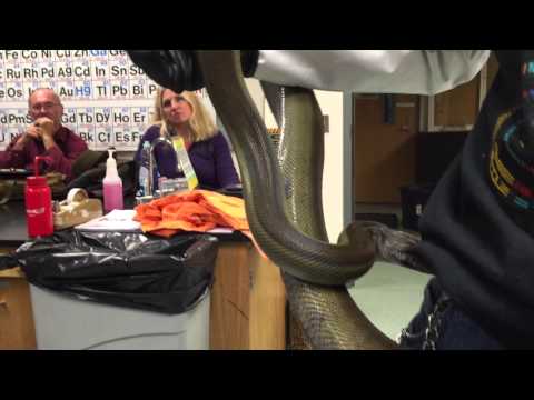 Norm With Papuan Python